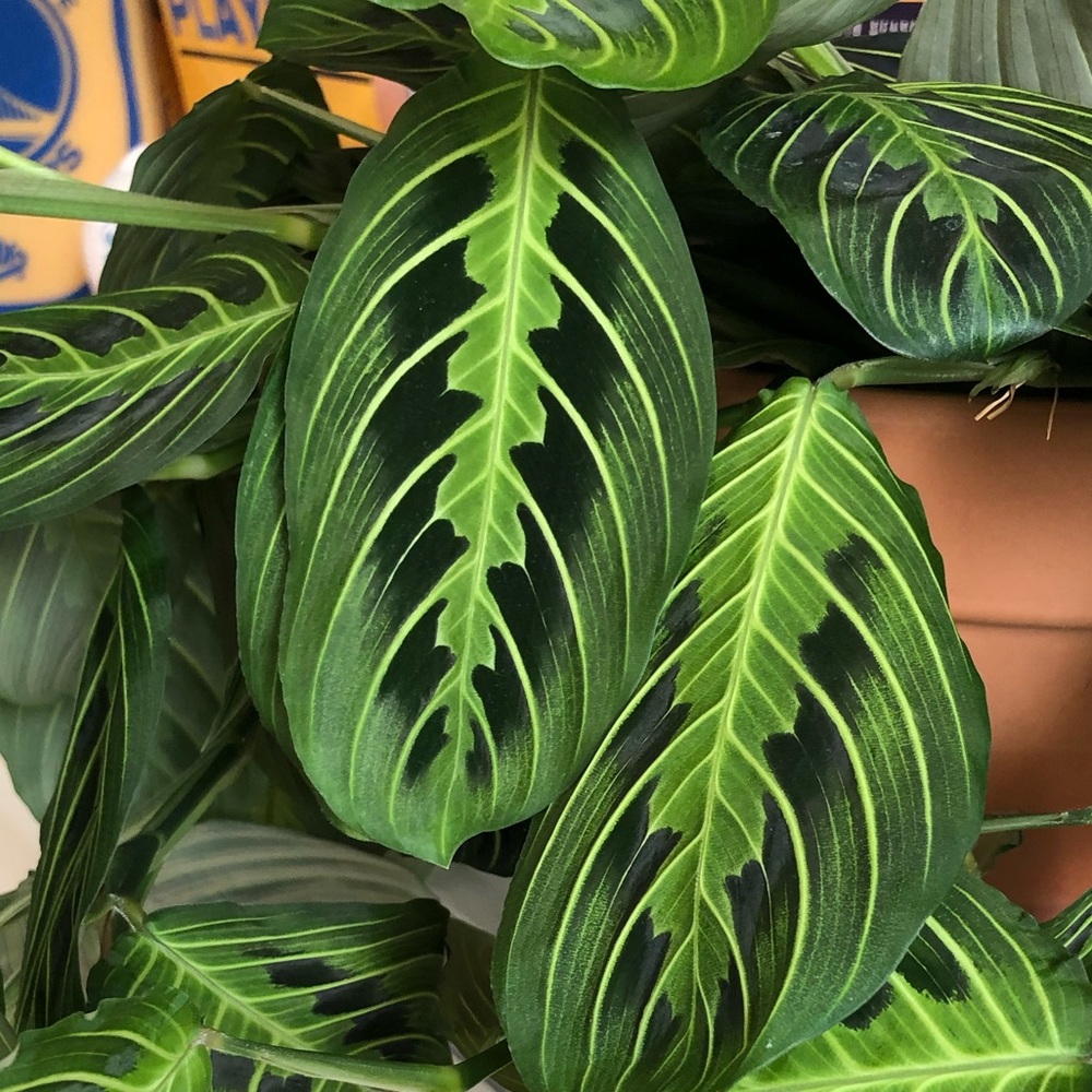 Maranta Prayer Plant Cutting - Picture 2 of 5